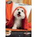 PetpleMagazine Issue  17 June 2014